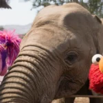 Elmo explora o Quênia ao lado de Abby Cadabby e Nina em novo especial de Vila Sésamo.