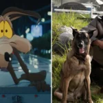 Coyote vs. Acme estreia nos cinemas com US$ 1,7 milhão arrecadados nas sessões de pré-estreia nos Estados Unidos e Canadá.